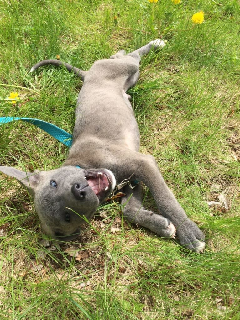 Jaxon, an American Pit Bull Terrier and Chow Chow mix tested with EmbarkVet.com