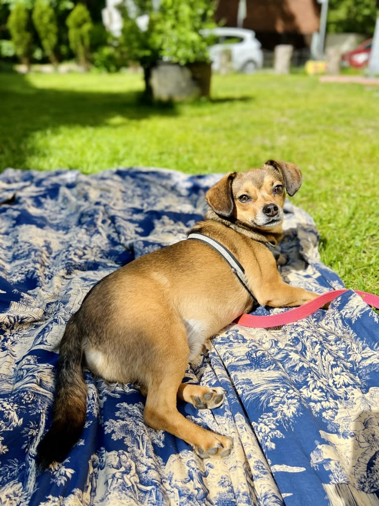 Topolino, an Eastern European Village Dog tested with EmbarkVet.com