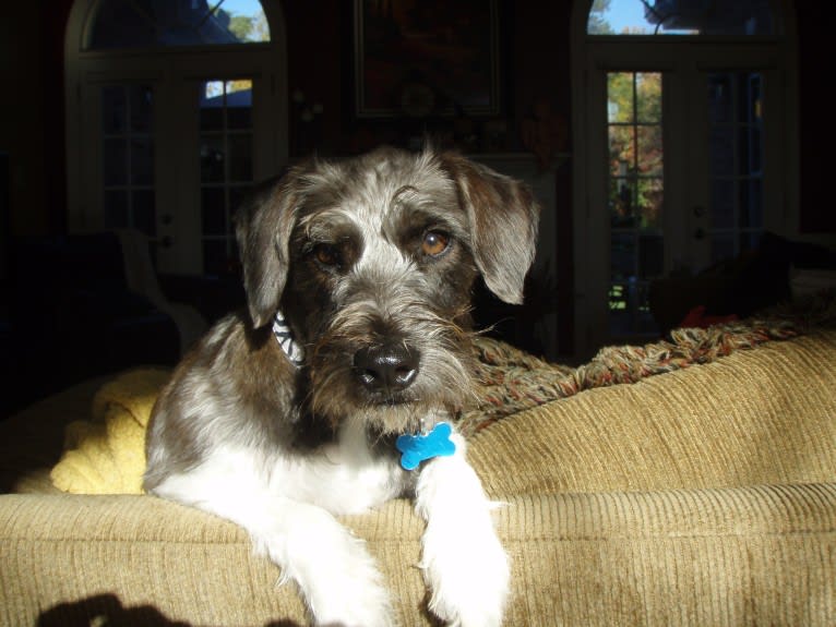 Butler, a Miniature Schnauzer and Rat Terrier mix tested with EmbarkVet.com