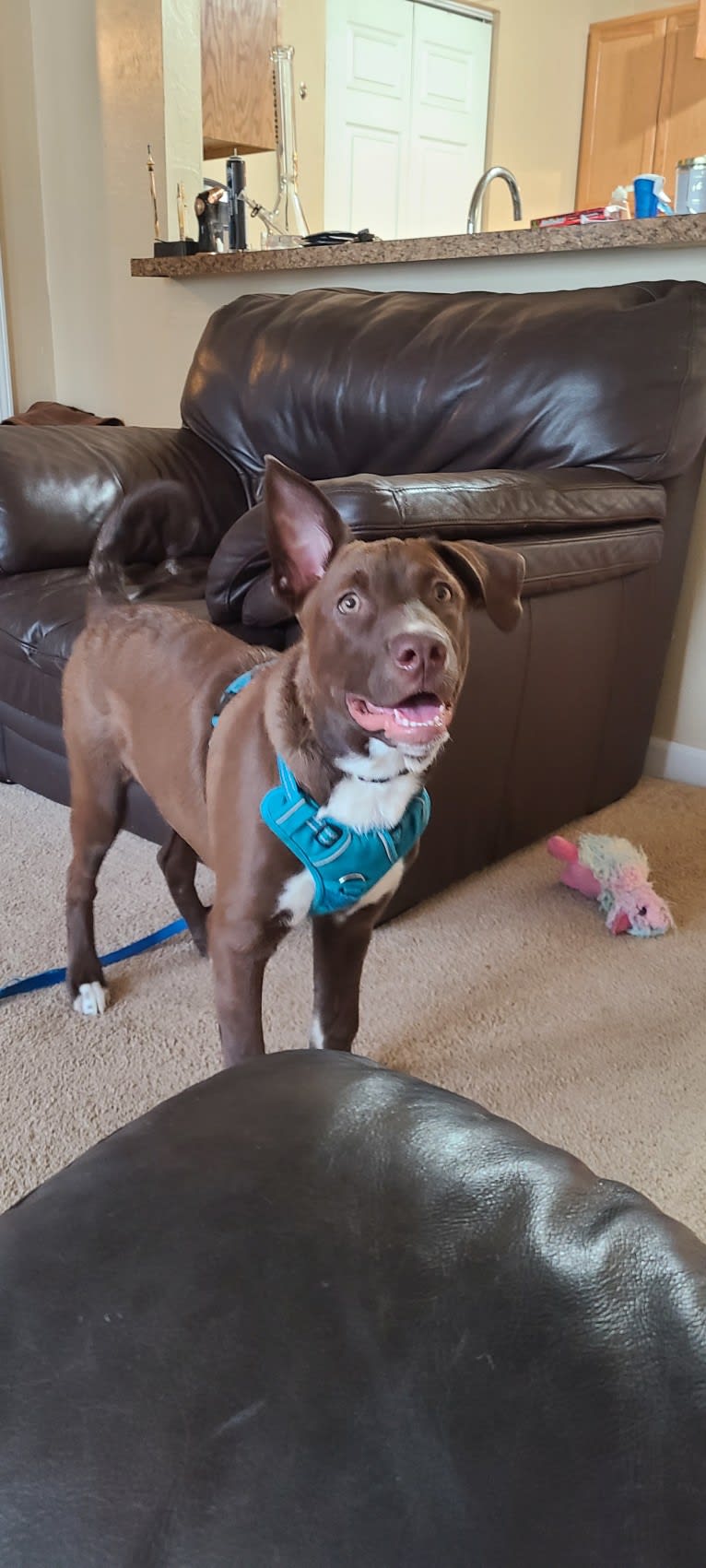 Niall Alexander, an Australian Cattle Dog and American Pit Bull Terrier mix tested with EmbarkVet.com