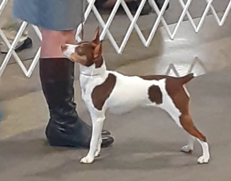 Poppy, a Rat Terrier tested with EmbarkVet.com