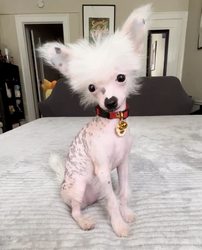 AJ, a Chinese Crested tested with EmbarkVet.com