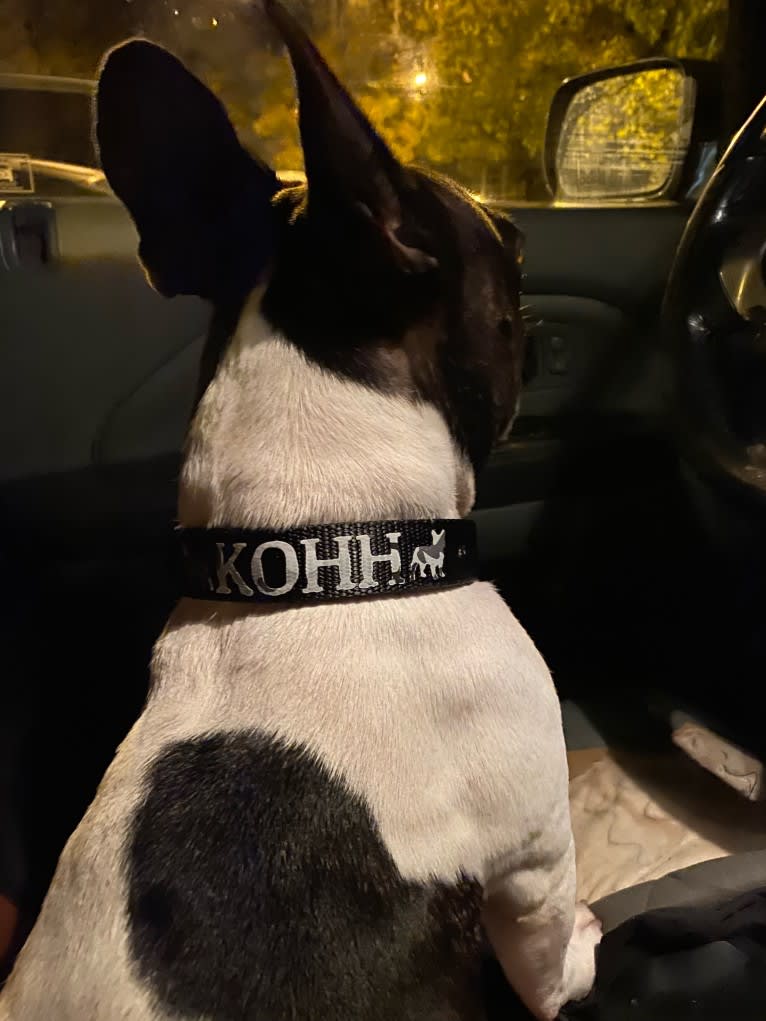 Koichi “Kohh”, a French Bulldog tested with EmbarkVet.com