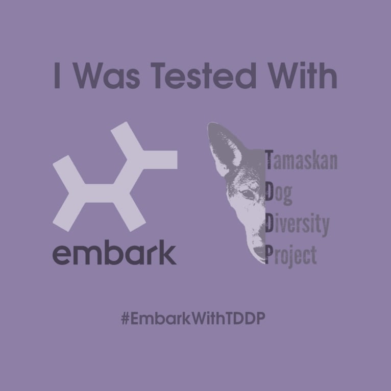 Nairobi, a Siberian Husky and Czechoslovakian Vlcak mix tested with EmbarkVet.com