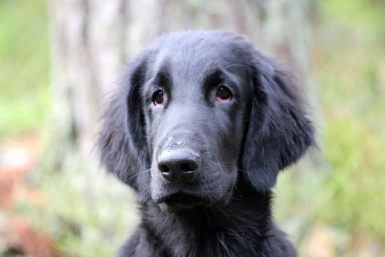 Eros, a Flat-Coated Retriever tested with EmbarkVet.com