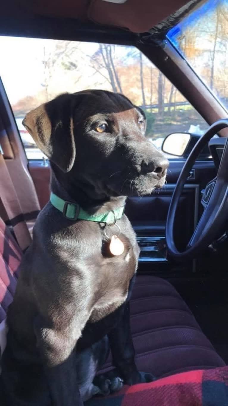 Finn, an American Pit Bull Terrier and Labrador Retriever mix tested with EmbarkVet.com