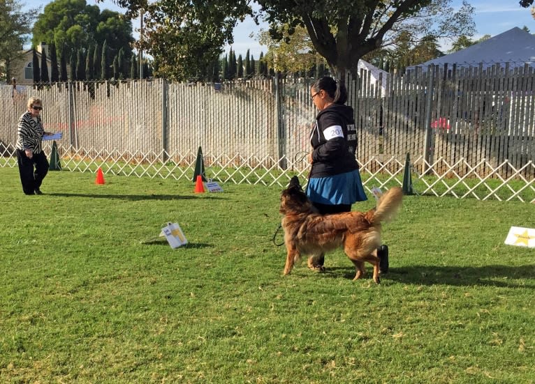 Rush, a Belgian Shepherd tested with EmbarkVet.com