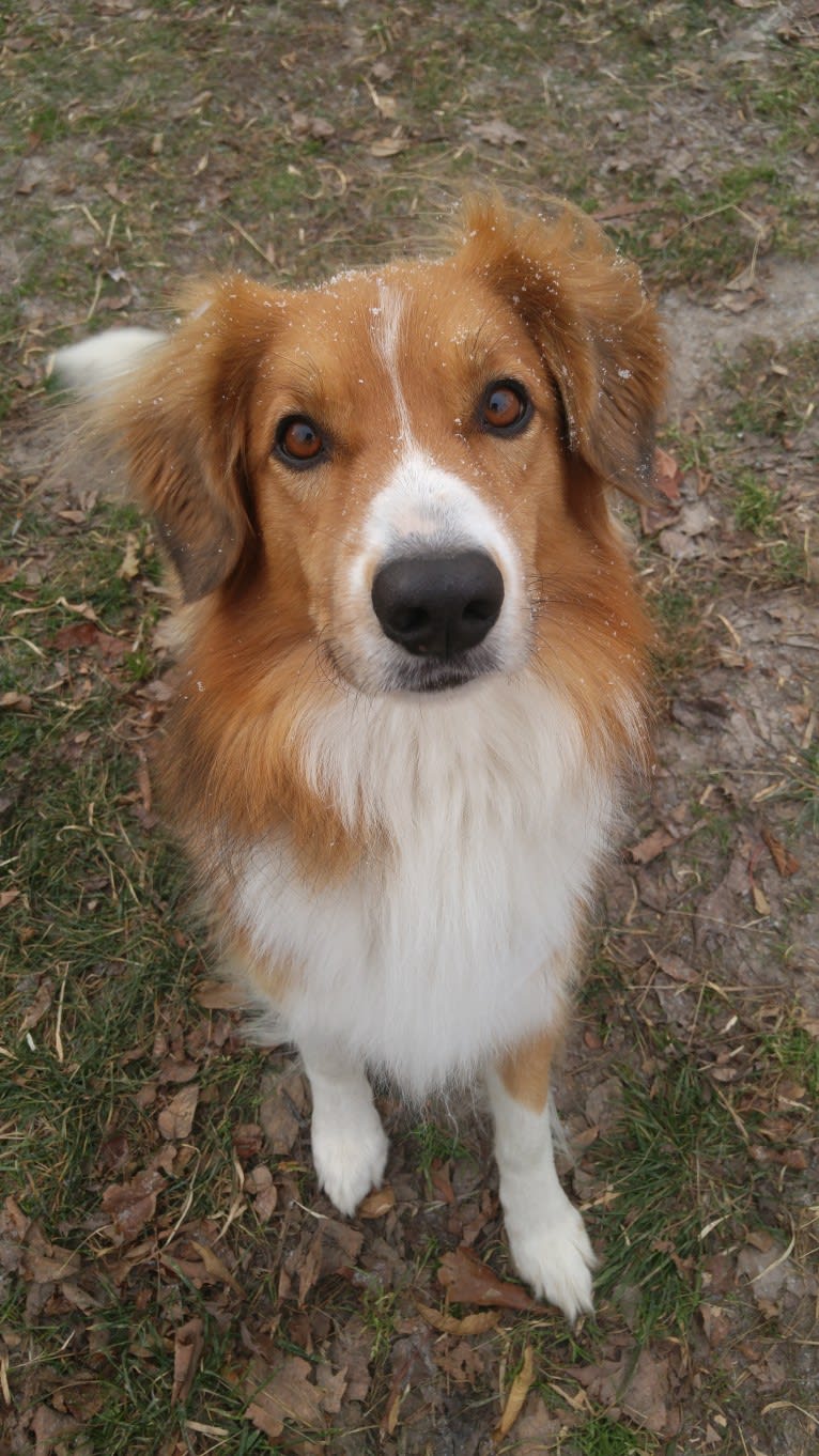 Buddy, a German Shepherd Dog and Collie mix tested with EmbarkVet.com