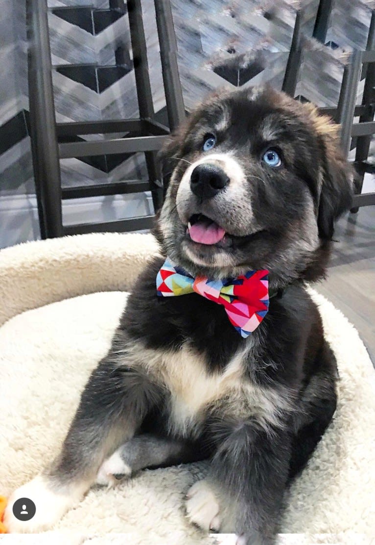 Tyson, a Golden Retriever and Siberian Husky mix tested with EmbarkVet.com