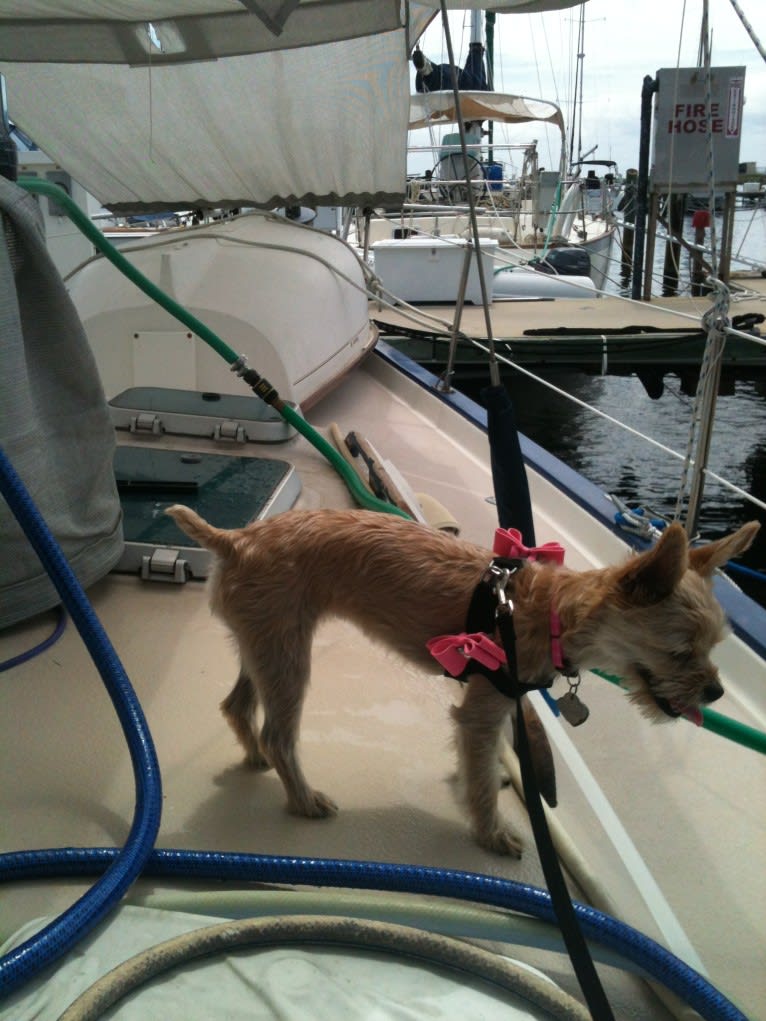 River, a Chorkie tested with EmbarkVet.com