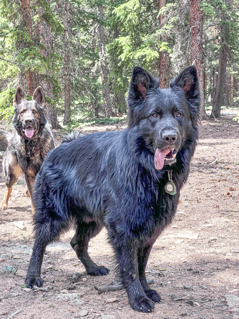 Valor Vom Hof Grebe, a German Shepherd Dog tested with EmbarkVet.com