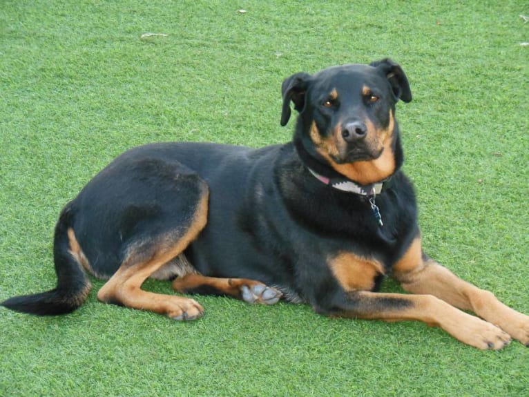 Zeus, a Rottweiler and German Shepherd Dog mix tested with EmbarkVet.com