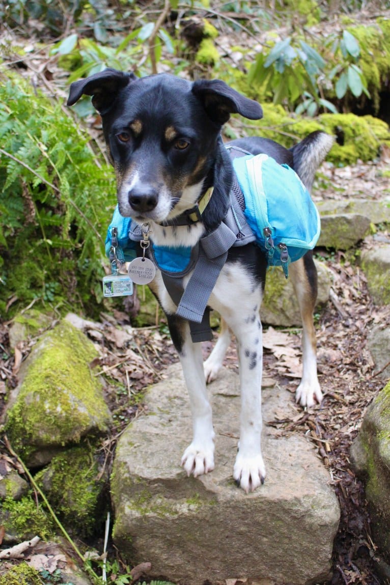 Gypsy, a Siberian Husky and American Pit Bull Terrier mix tested with EmbarkVet.com