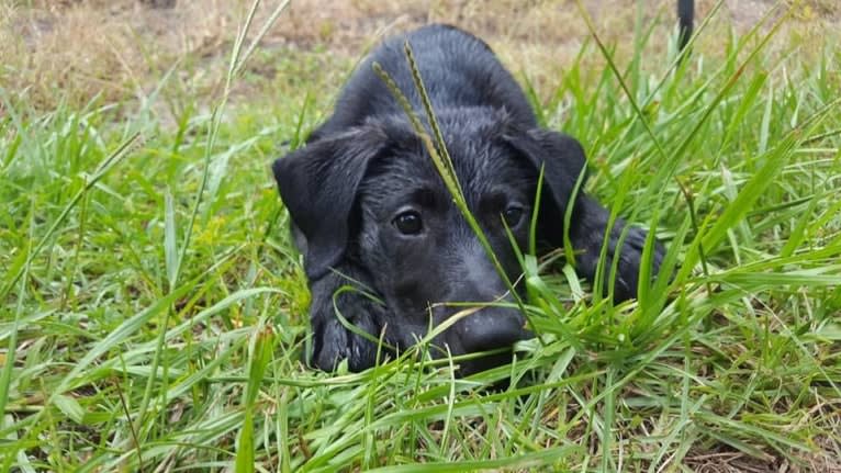 Kaida, a Labrador Retriever and Australian Shepherd mix tested with EmbarkVet.com