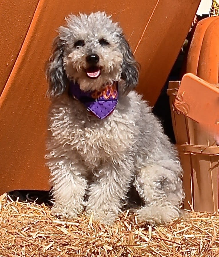 Jinkxy, a Goldendoodle tested with EmbarkVet.com