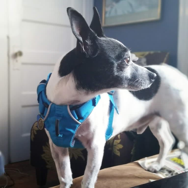 Topper, a Chihuahua tested with EmbarkVet.com