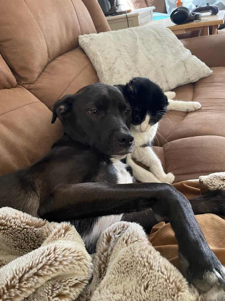 Cindy, an American Pit Bull Terrier and Australian Cattle Dog mix tested with EmbarkVet.com