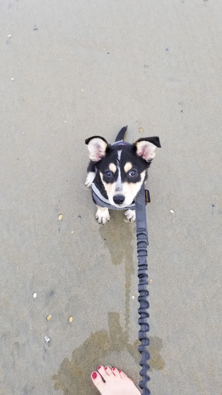 Rasha Rohan, a Siberian Husky and German Shepherd Dog mix tested with EmbarkVet.com