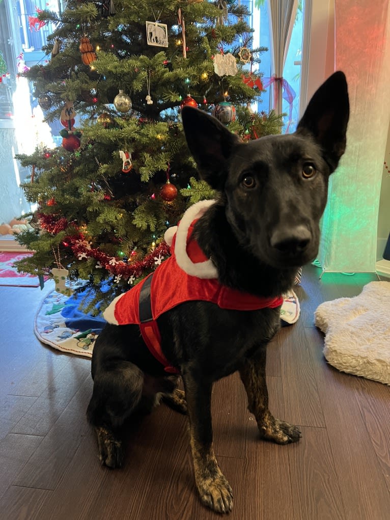 Ronan, a German Shepherd Dog and Belgian Malinois mix tested with EmbarkVet.com