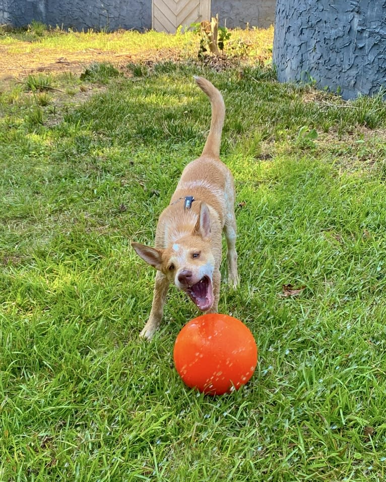 Lou, an Australian Cattle Dog and Australian Shepherd mix tested with EmbarkVet.com