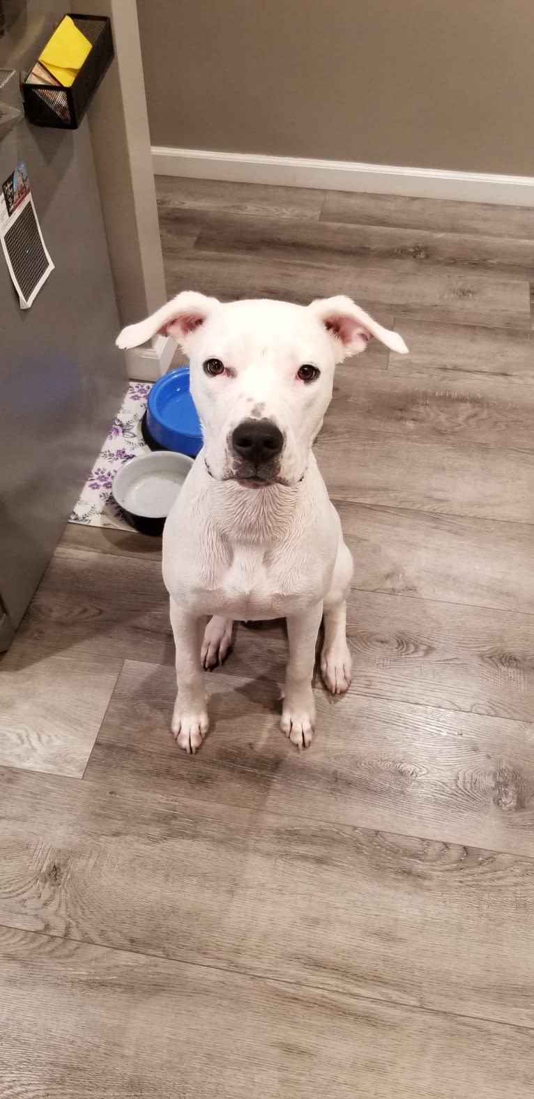 Nova, a Dogo Argentino tested with EmbarkVet.com