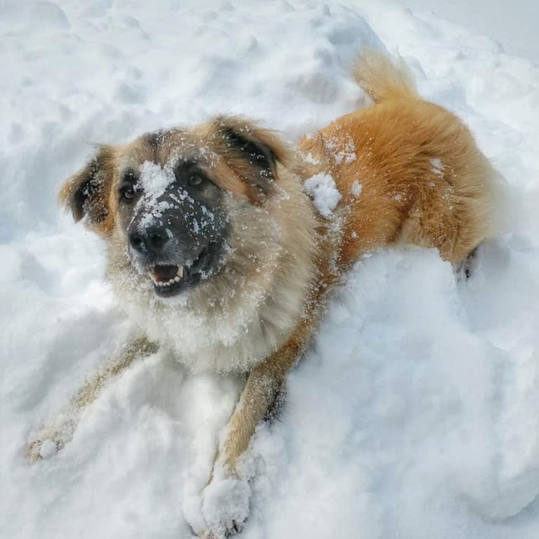 Takoda, a Great Pyrenees and Border Collie mix tested with EmbarkVet.com