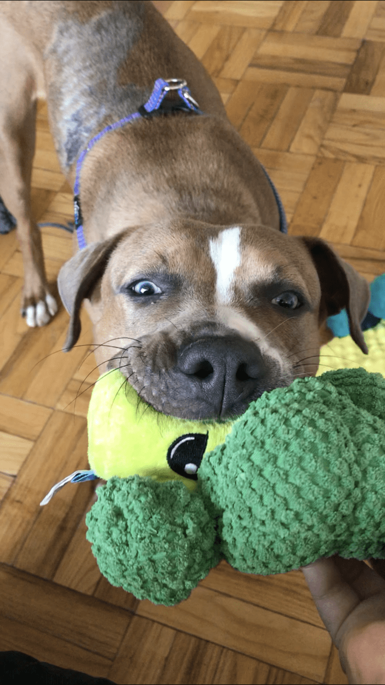 Morty, an American Pit Bull Terrier and American Staffordshire Terrier mix tested with EmbarkVet.com