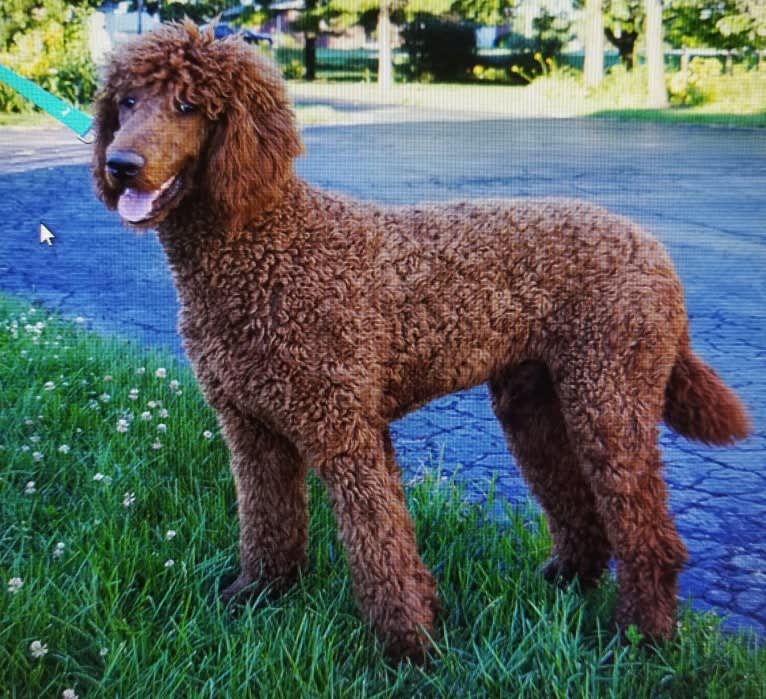 Roscoe, a Poodle (Standard) tested with EmbarkVet.com