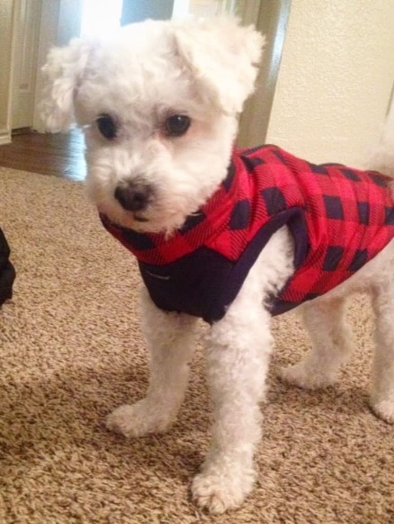 Nimbus, a Poodle (Small) and Bichon Frise mix tested with EmbarkVet.com