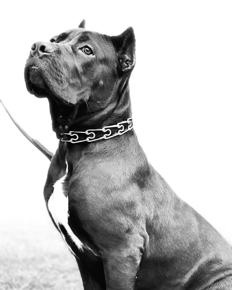 Z-Man, a Cane Corso tested with EmbarkVet.com