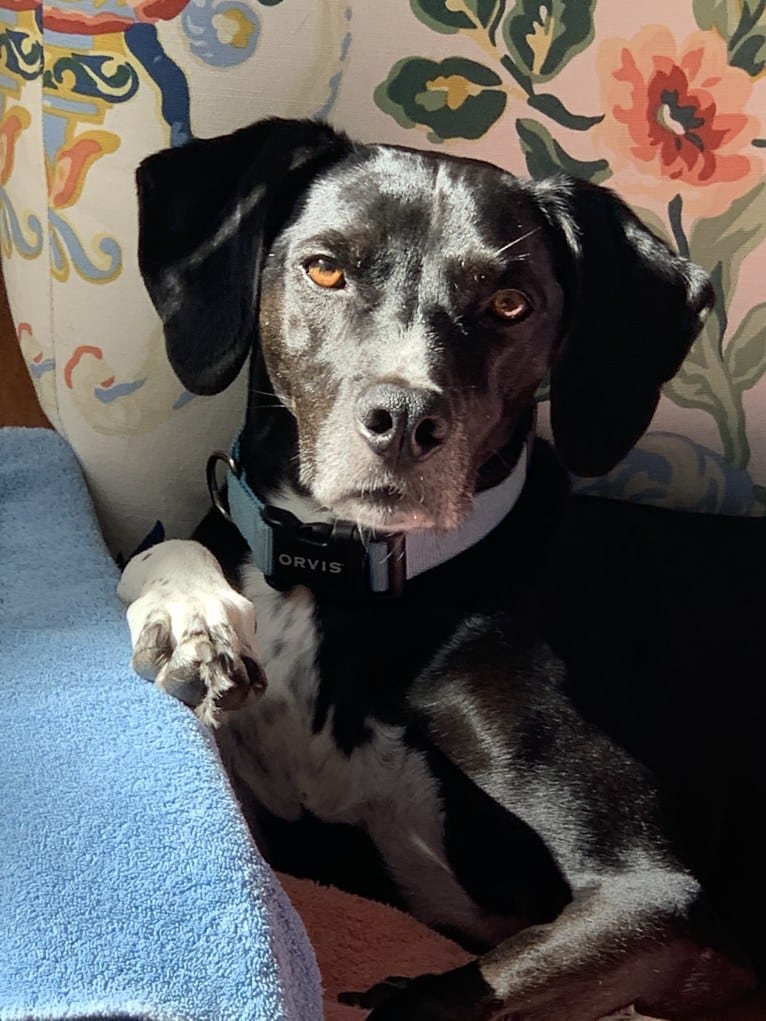 Finn, an Eastern European Village Dog and German Shorthaired Pointer mix tested with EmbarkVet.com