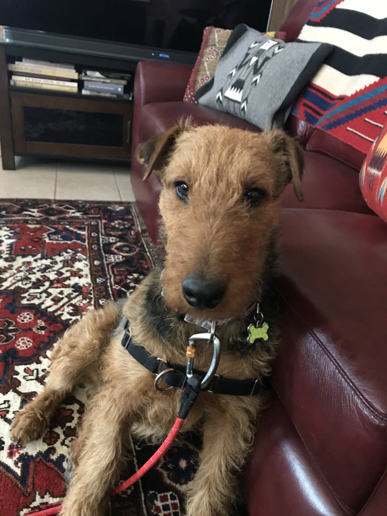 Winston, an Airedale Terrier tested with EmbarkVet.com