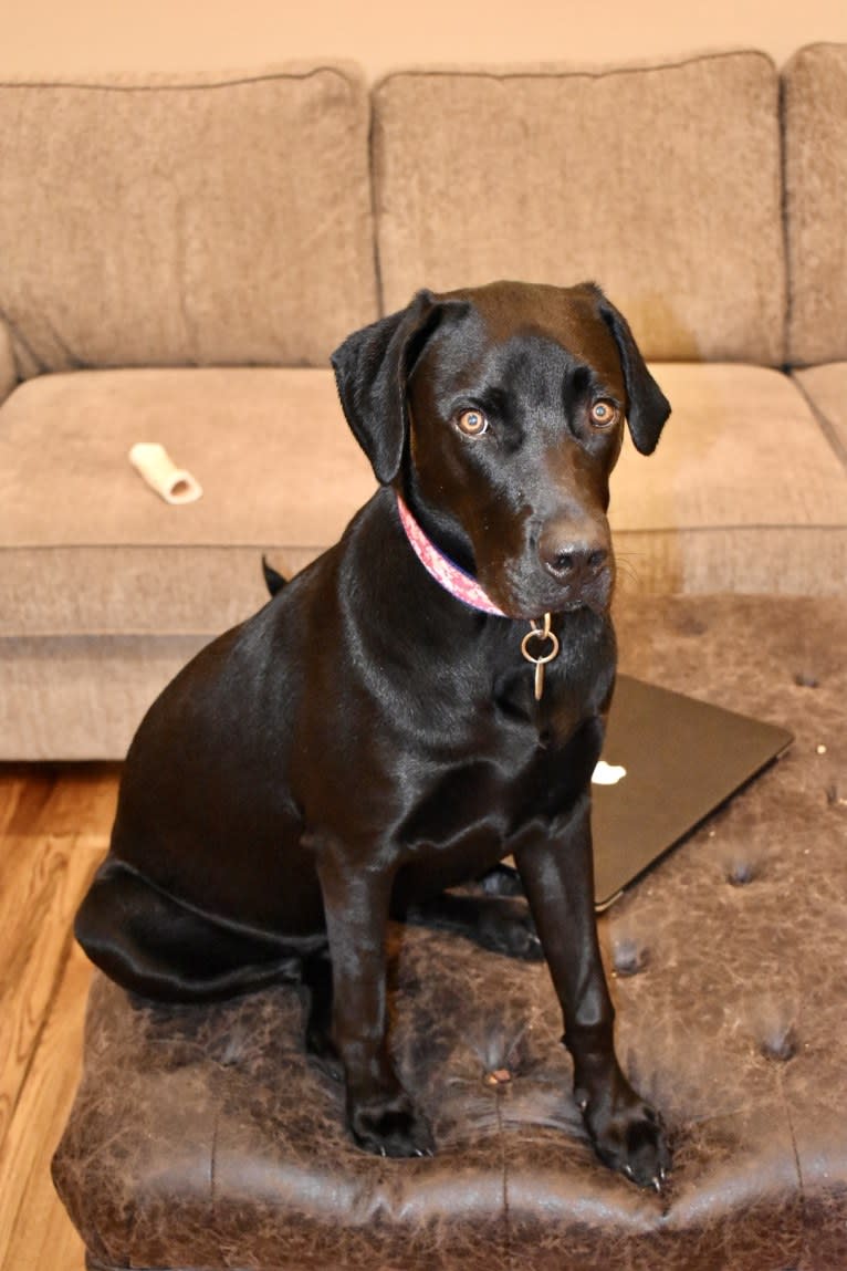 Kaya, a Weimaraner and Labrador Retriever mix tested with EmbarkVet.com