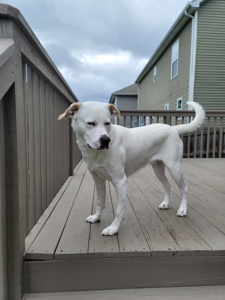 Wesley, a Boxer and German Shepherd Dog mix tested with EmbarkVet.com