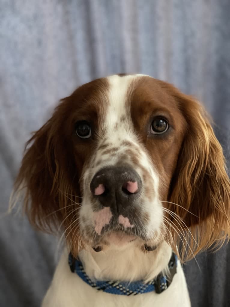 Johnny, an Irish Red and White Setter tested with EmbarkVet.com