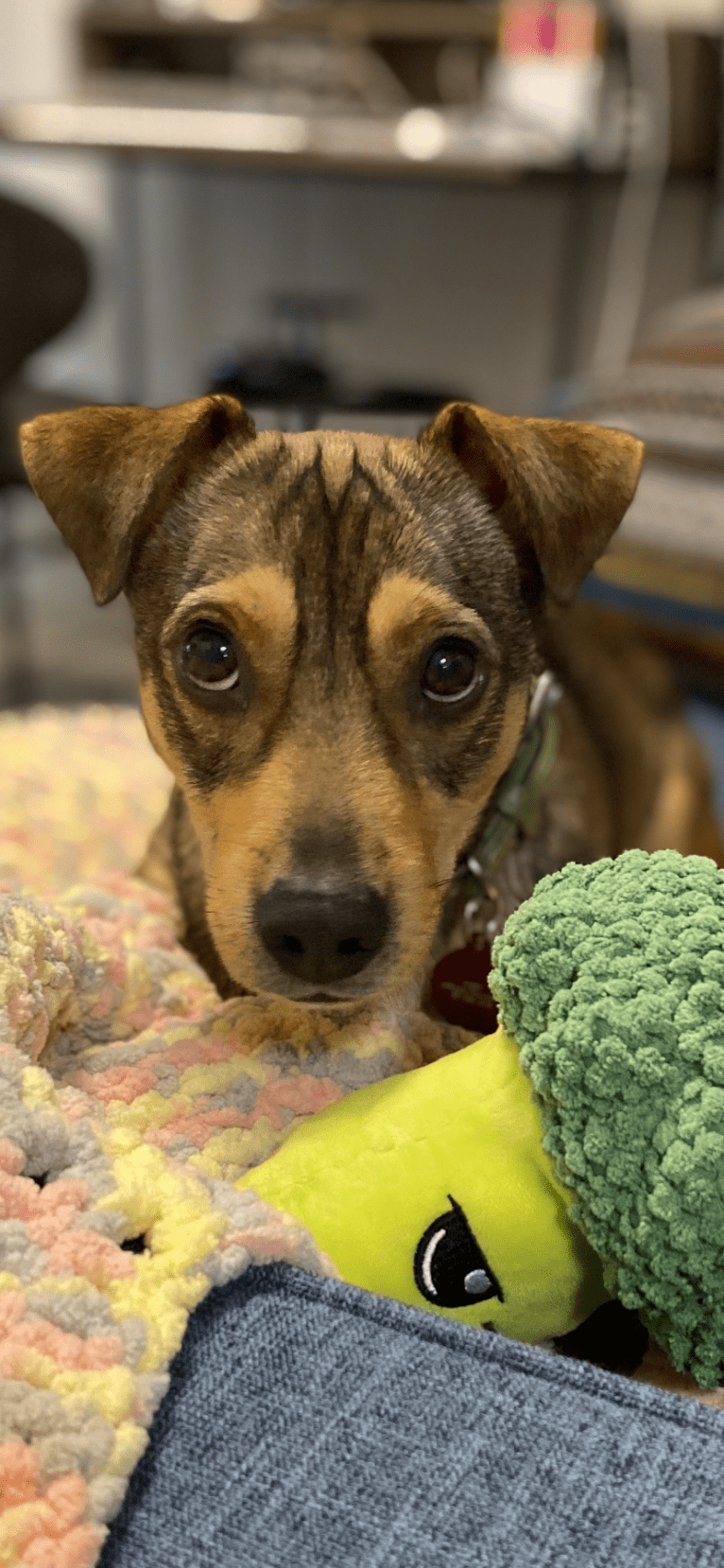 Harry, a Chihuahua and American Pit Bull Terrier mix tested with EmbarkVet.com