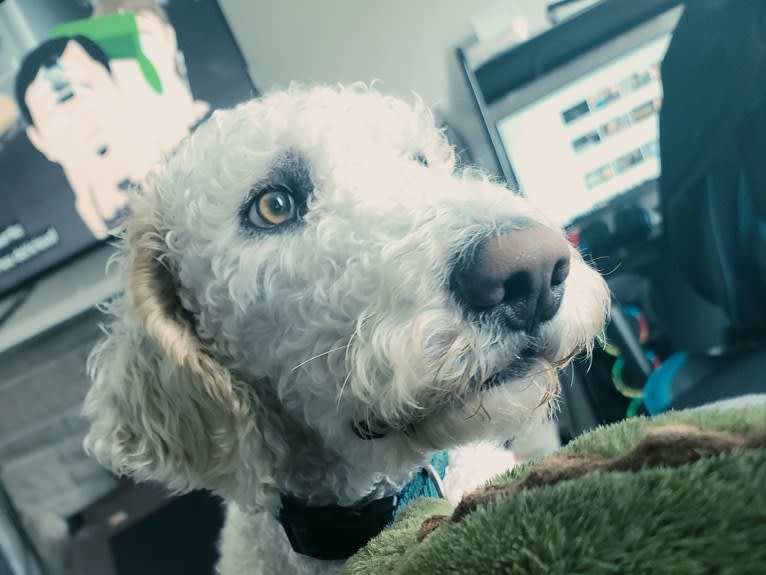 Jace, a Poodle (Standard) and Llewellin Setter mix tested with EmbarkVet.com