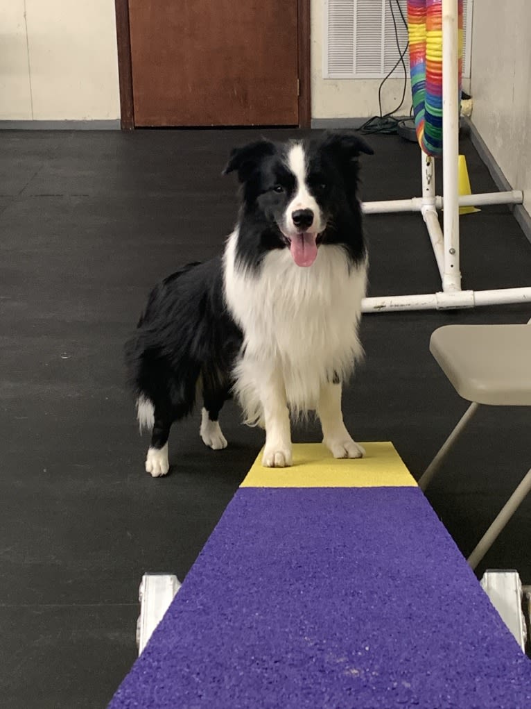 Bohdi, a Border Collie tested with EmbarkVet.com