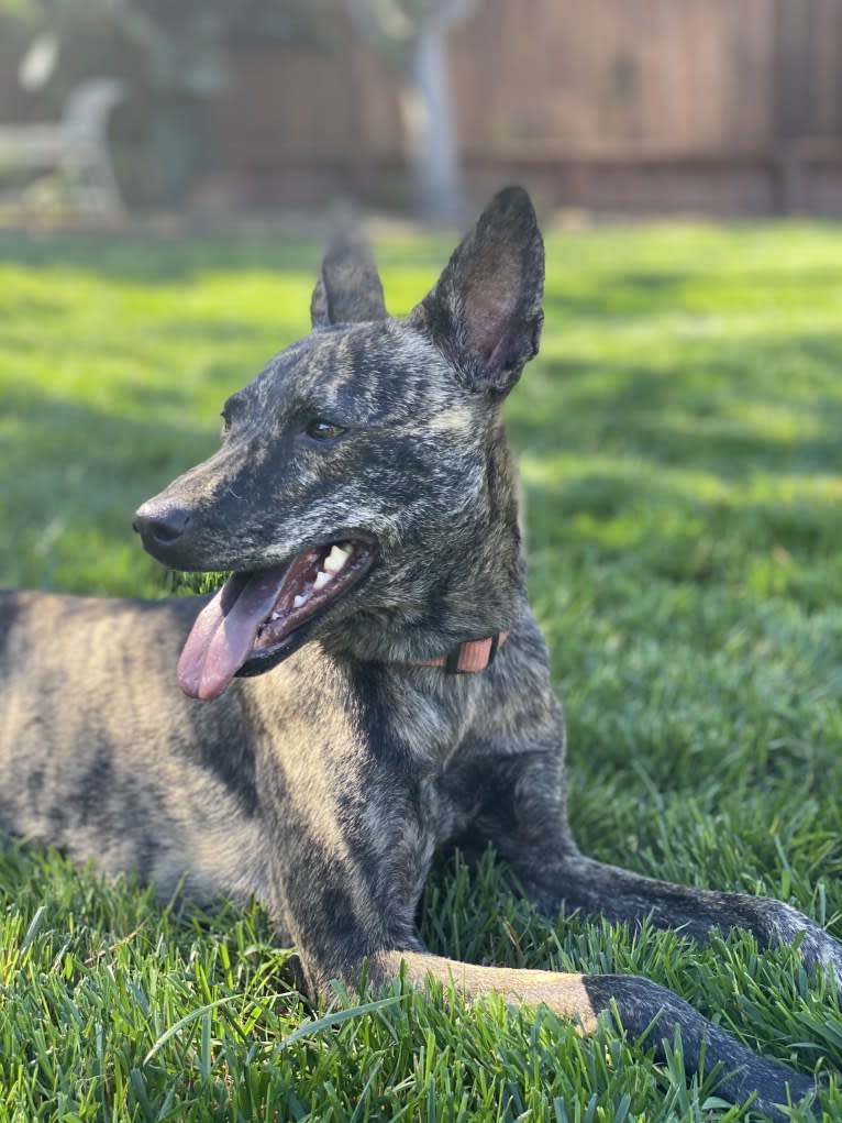 Hina, a Formosan Mountain Dog tested with EmbarkVet.com