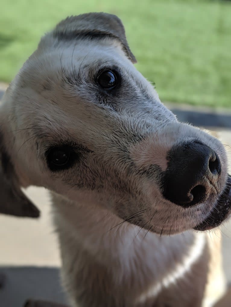 Juno, a Labrador Retriever and Siberian Husky mix tested with EmbarkVet.com