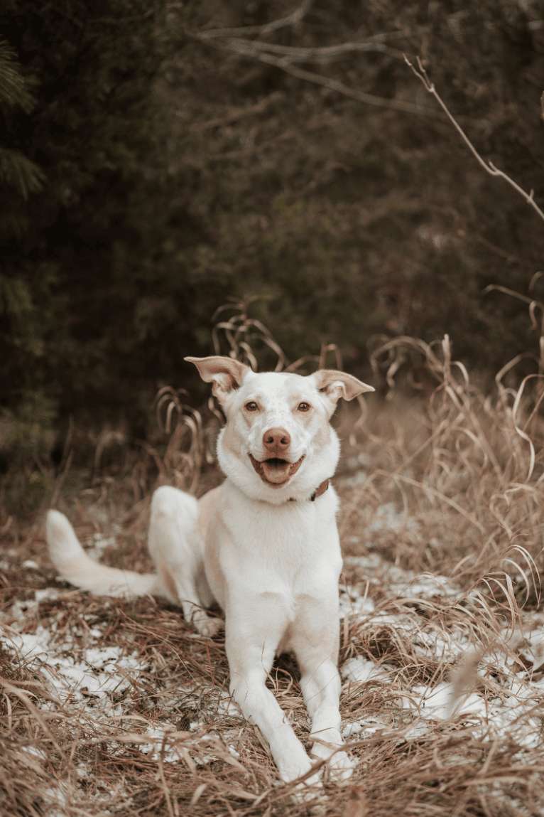 Aspen, an American Pit Bull Terrier and Siberian Husky mix tested with EmbarkVet.com