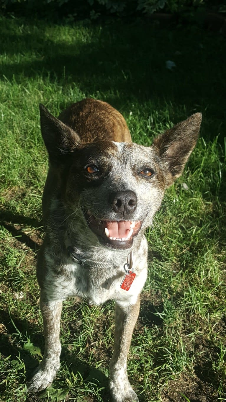 Banshee Boo, an Australian Cattle Dog and American Pit Bull Terrier mix tested with EmbarkVet.com