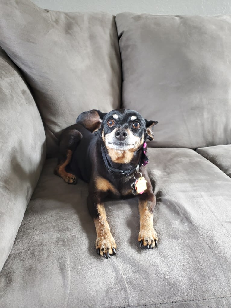 Minnie, a Miniature Pinscher tested with EmbarkVet.com