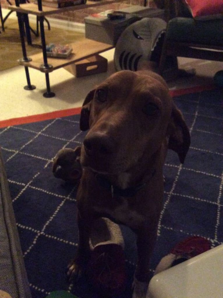 Copper, a Coonhound (35.3% unresolved) tested with EmbarkVet.com