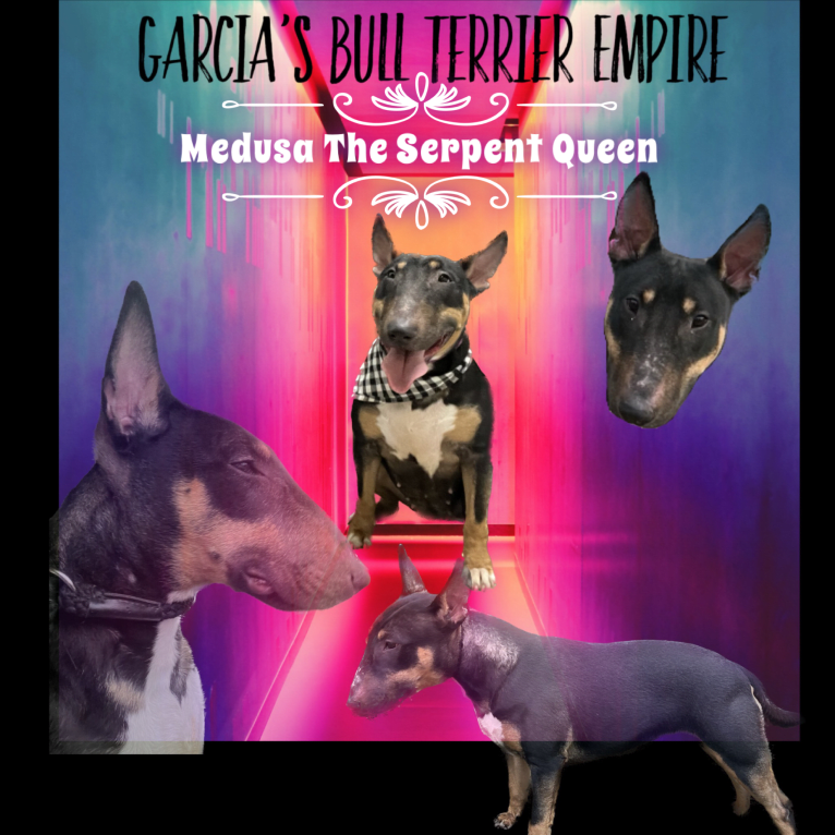 Medusa the serpent queen, a Bull Terrier tested with EmbarkVet.com