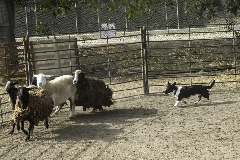 Quill, a Cardigan Welsh Corgi tested with EmbarkVet.com