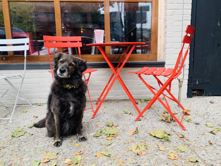Remmy, a Beagle and Poodle (Small) mix tested with EmbarkVet.com