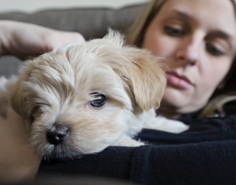 Sherman, a Maltipoo tested with EmbarkVet.com