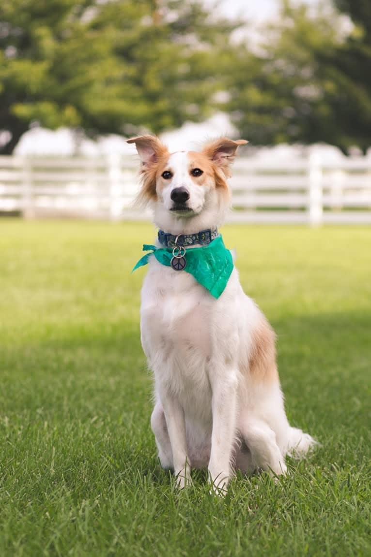 Sam, an Arabian Village Dog and Saluki mix tested with EmbarkVet.com