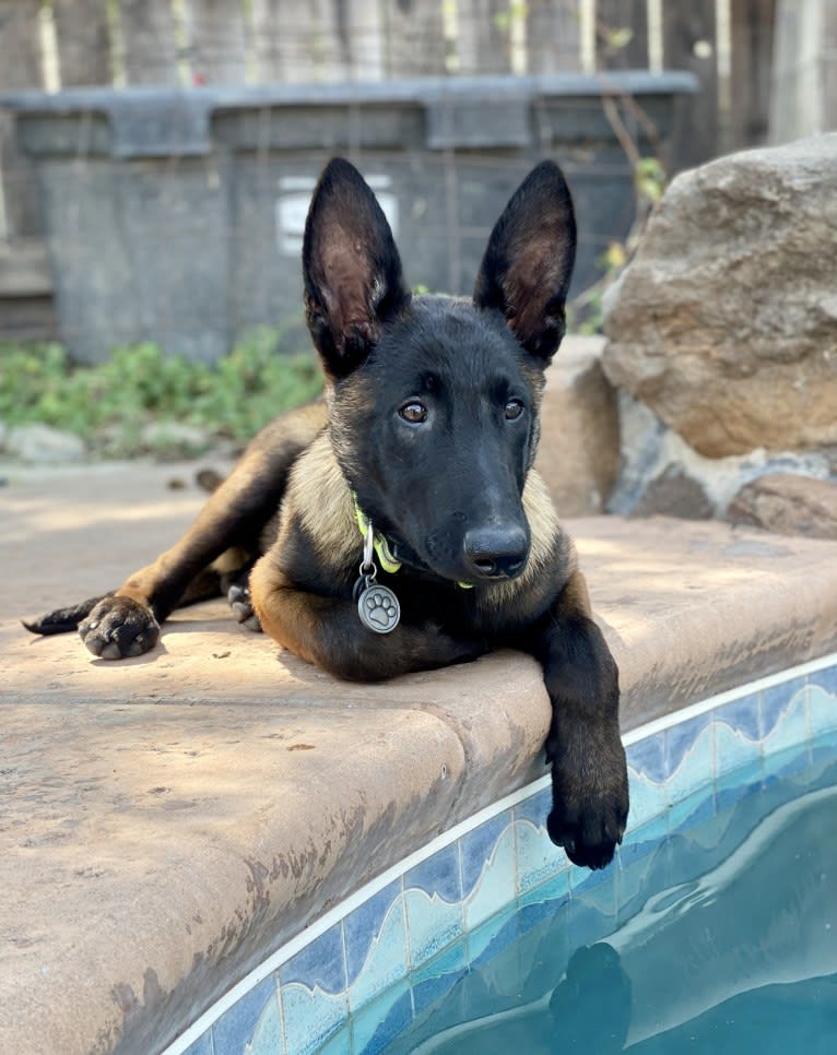 Bandit, a Belgian Shepherd tested with EmbarkVet.com
